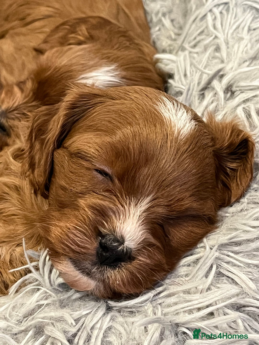 Cavapoo dogs for sale: Merlesque ⭐️⭐️⭐️⭐️⭐️F1 Cavapoos 200 DNA - Image 11