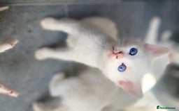 Domestic Shorthair cats for sale: 2 blue eyed Girls  - Image 4