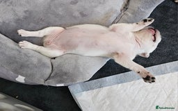 Pug dogs for sale: Last Boy reduced 😍 Lilac & Tan wrapped in Cream - Image 15