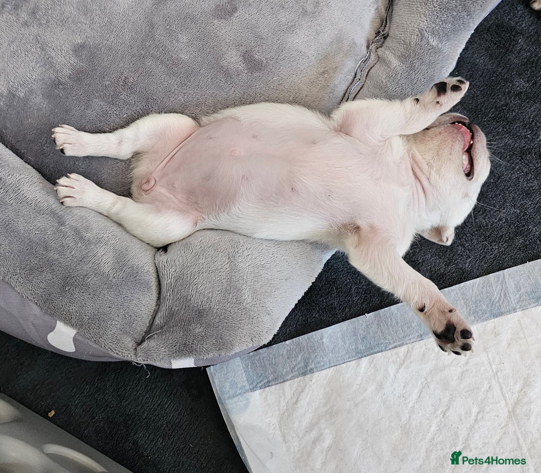 Pug dogs for sale: Last Boy reduced 😍 Lilac & Tan wrapped in Cream - Image 15