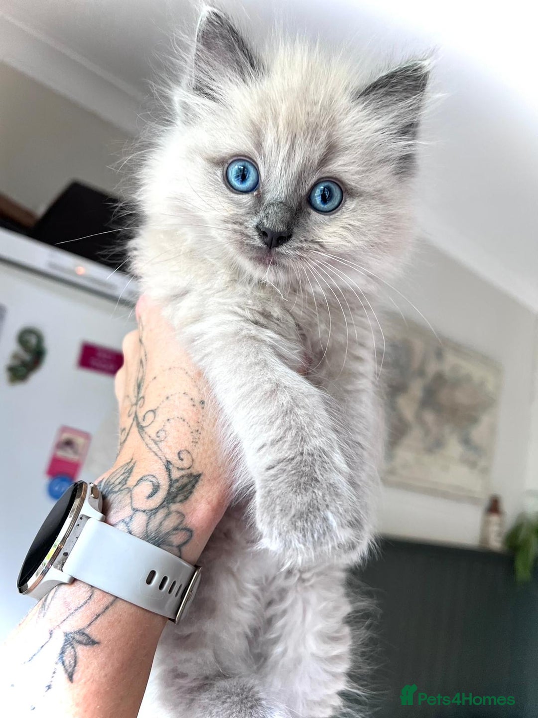 Ragdoll cats for sale: Pedigree Mink Ragdoll kittens  - Image 22