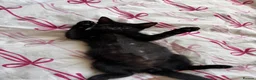 Mixed Breed cats for sale: Two Beautiful Rescue Kittens in London - Advert 9