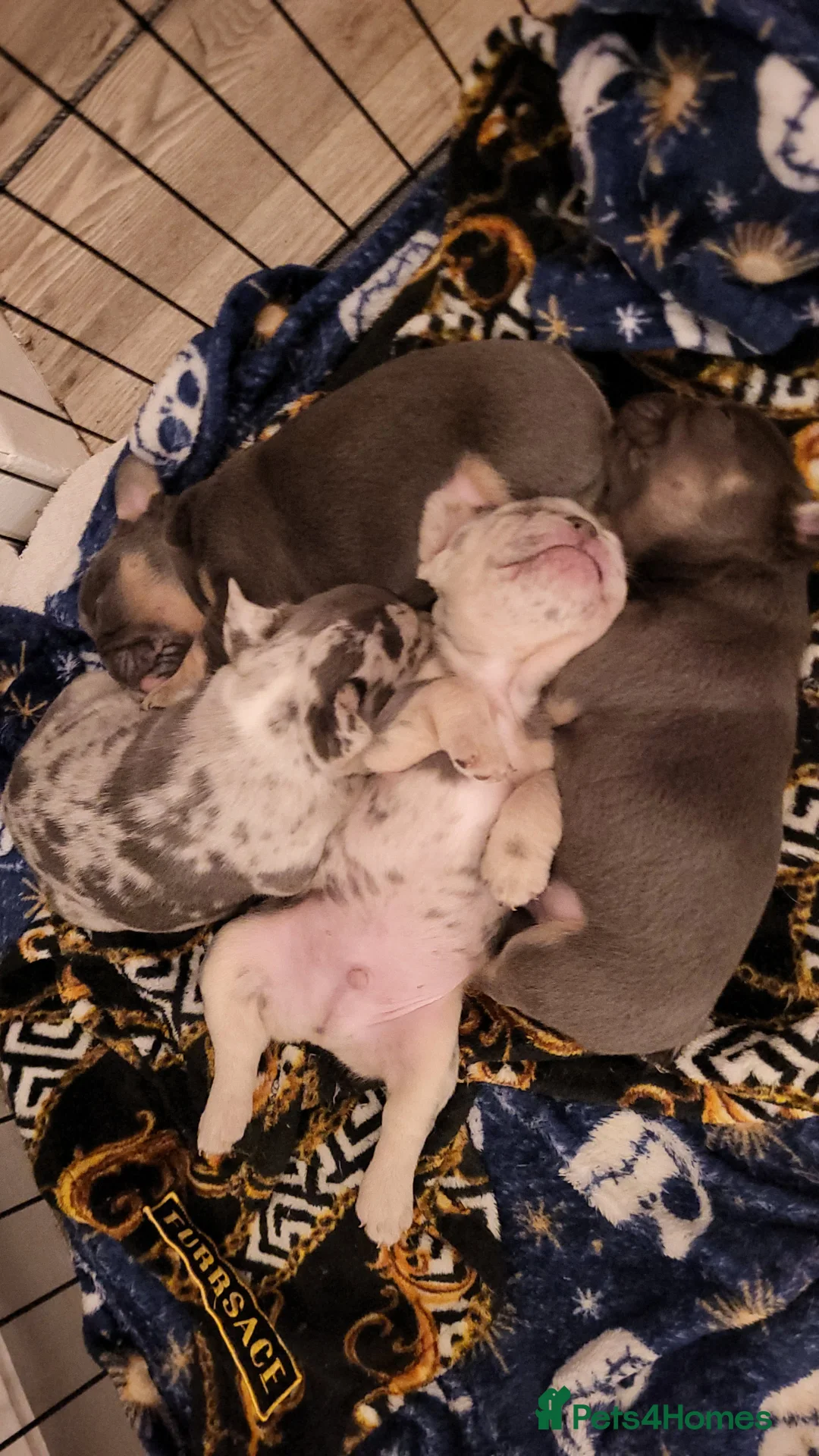 French Bulldog dogs for sale: French Bulldog Puppies - Advert 8