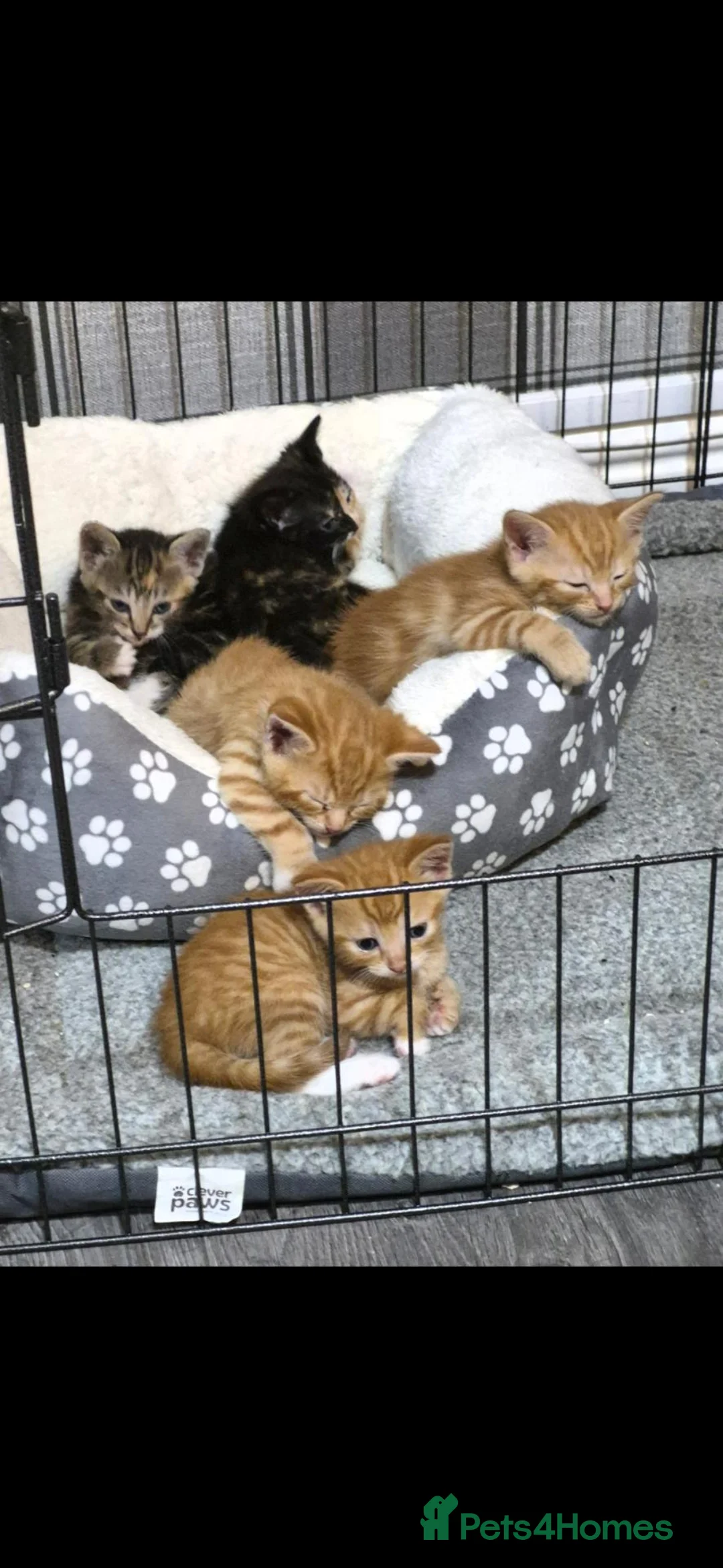 Mixed Breed cats for sale: Beatiful friendly kittens - Advert 1
