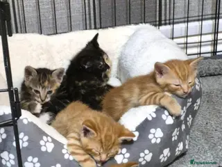 Mixed Breed cats Beatiful friendly kittens - Advert 11