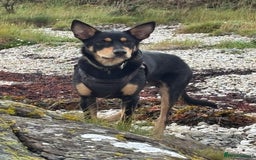 Australian Kelpie dogs for sale: Australian kelpie  - Image 3
