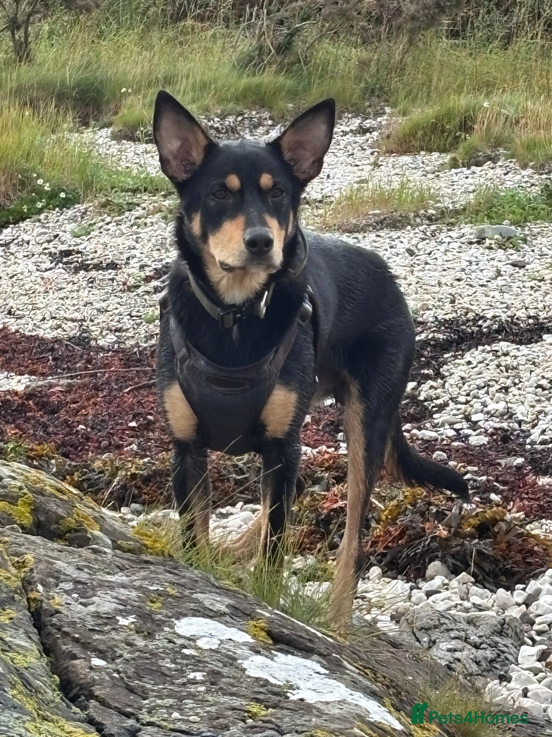 Australian Kelpie dogs for sale: Australian kelpie  - Image 3