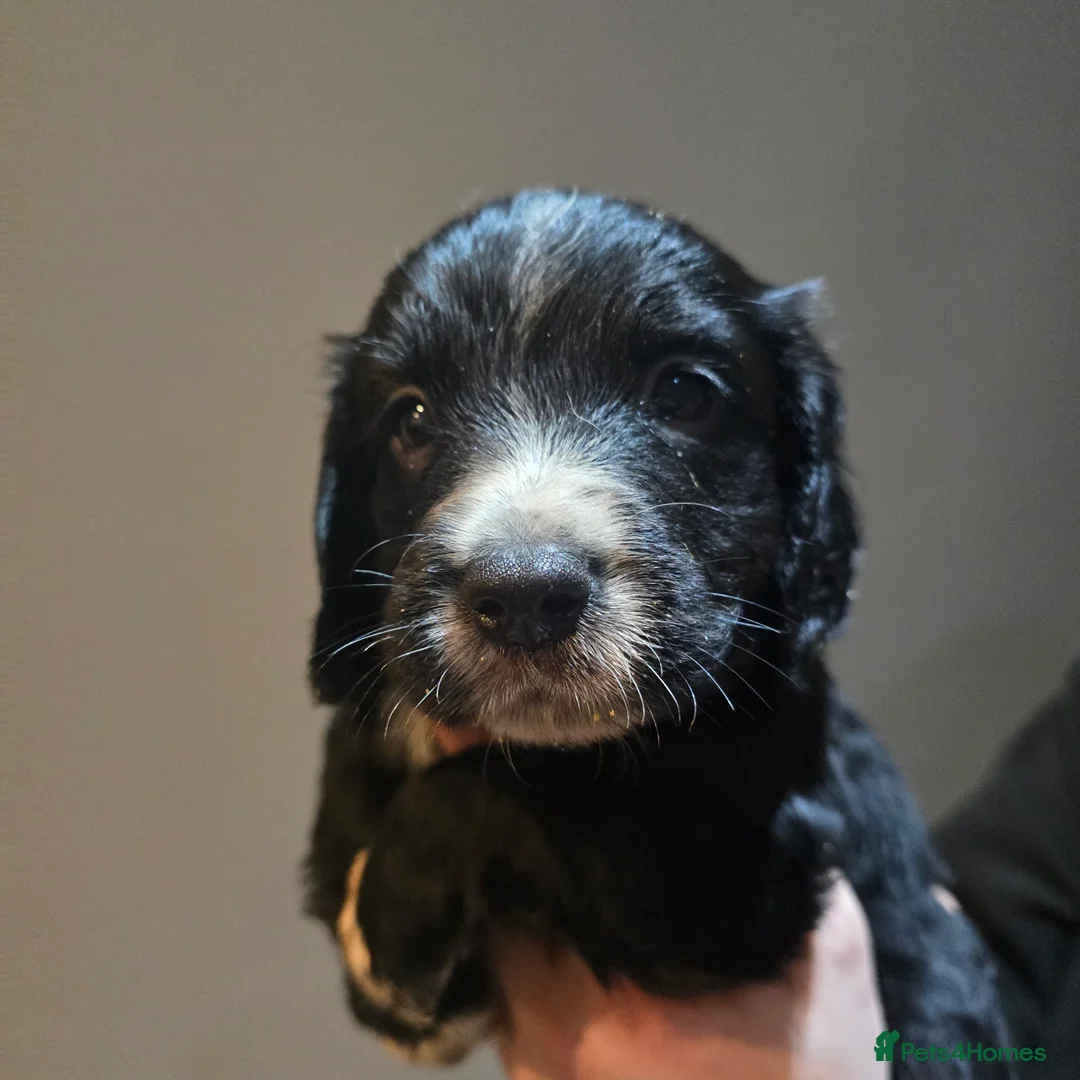 Cocker Spaniel dogs for sale: Cocker spaniel puppies for sale  - Advert 14