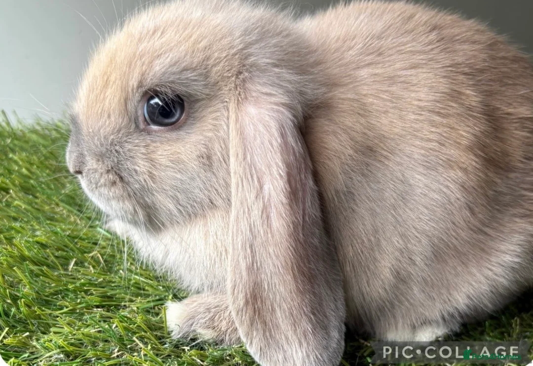 Mini Lop rabbits for sale: White Mini Lop / Dwarf Lop - Advert 2