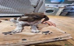 German Shorthaired Pointer dogs for sale: German shorthaired pointer puppies  - Image 10