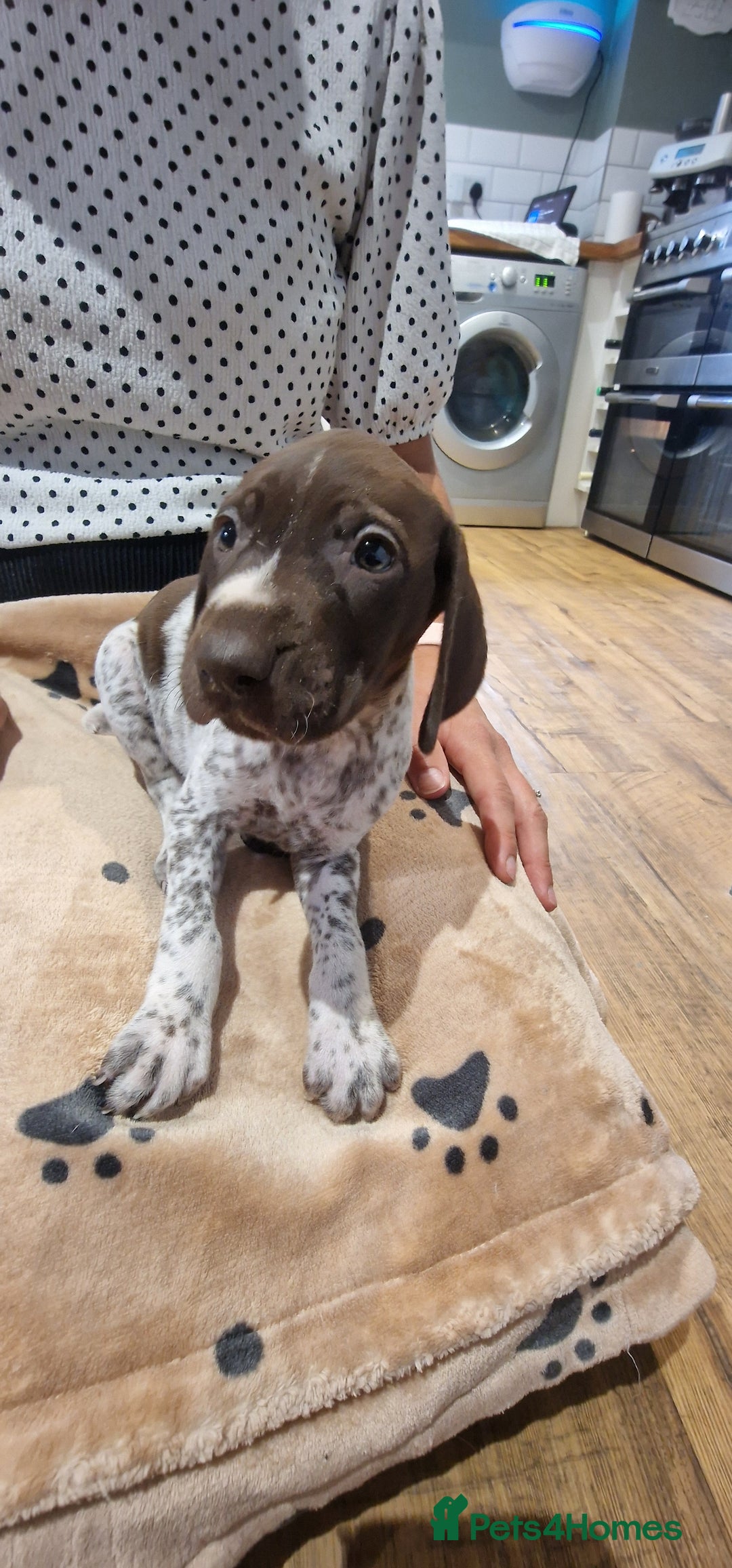 German Shorthaired Pointer dogs for sale: German shorthaired pointer puppies  - Image 10