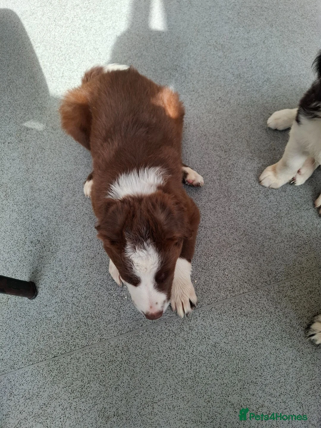 Border Collie dogs for sale: Brown Male Collie - Advert 2