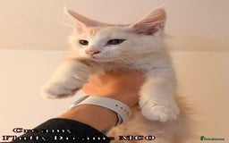 Maine Coon cats for sale: Fluffy Maine Coons 3 girls 1 boy active/non-active - Image 17