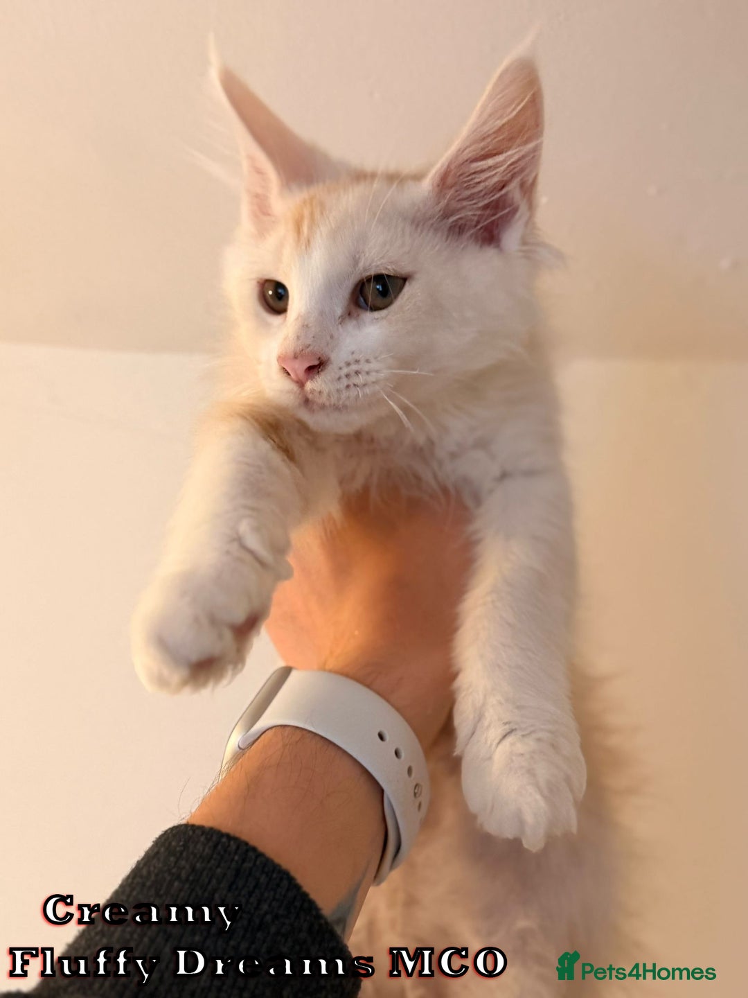 Maine Coon cats for sale: Fluffy Maine Coons 3 girls 1 boy active/non-active - Image 17