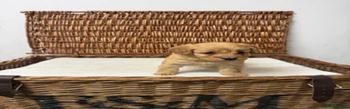 Cockapoo 1