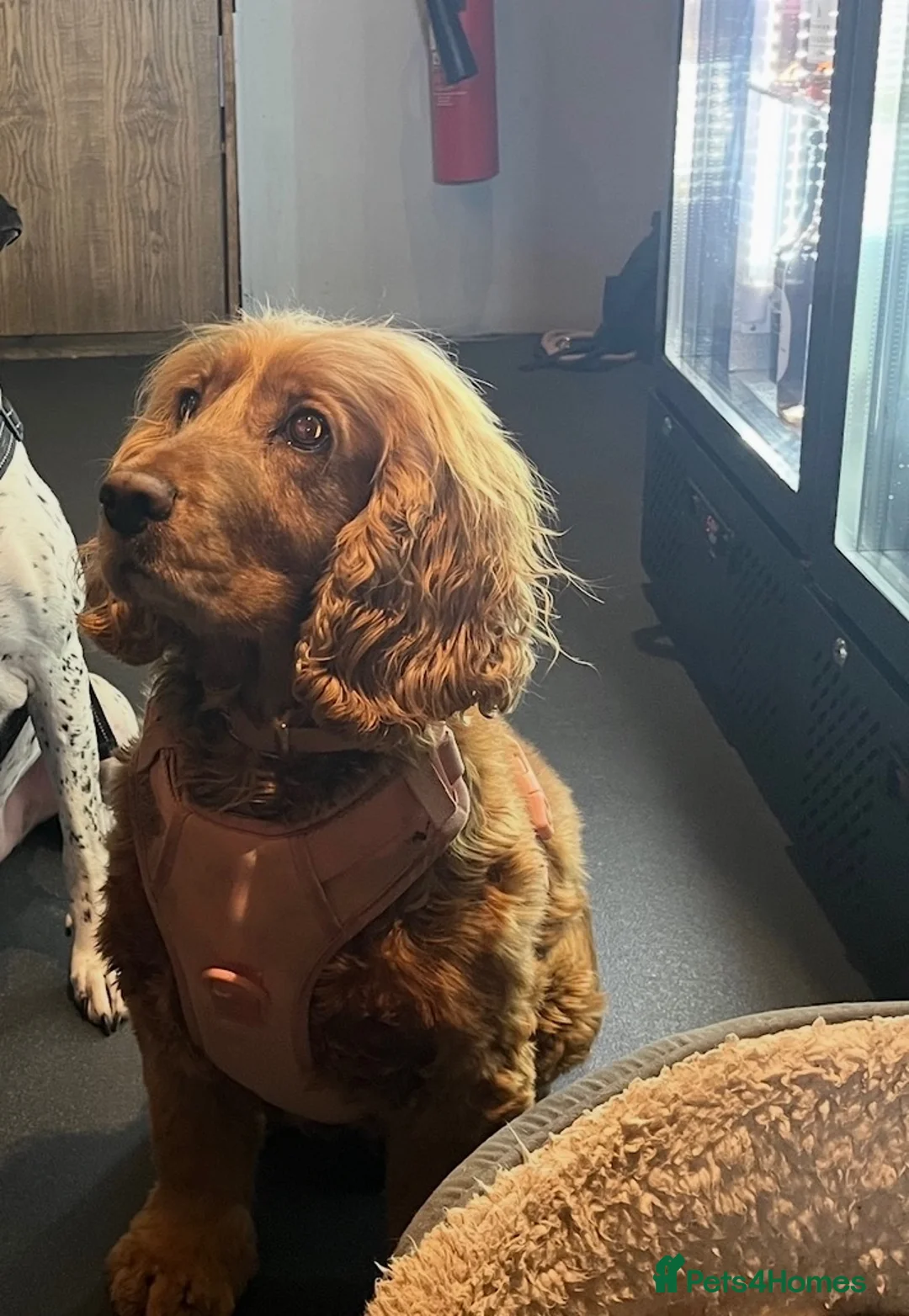 Cocker Spaniel dogs for sale: Cocker spaniel needing a new home - Advert 2