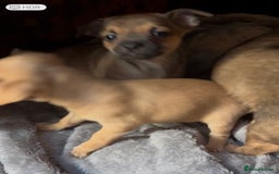 Mixed Breed dogs for sale: Beautiful jackchi puppies  - Advert 12