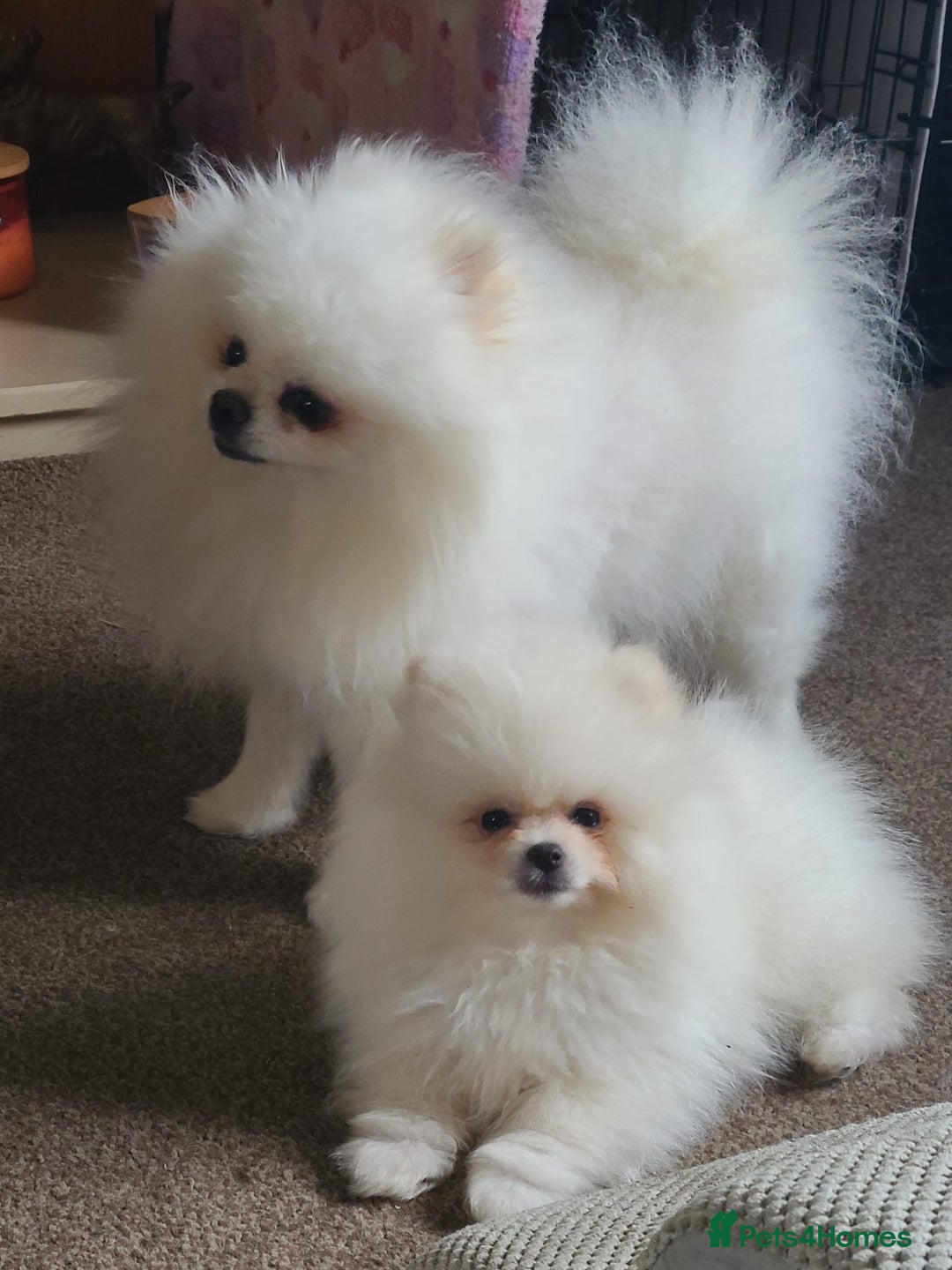 Pomeranian dogs for stud: White KC Registered pomeranian. *Stud duties only* - Image 12