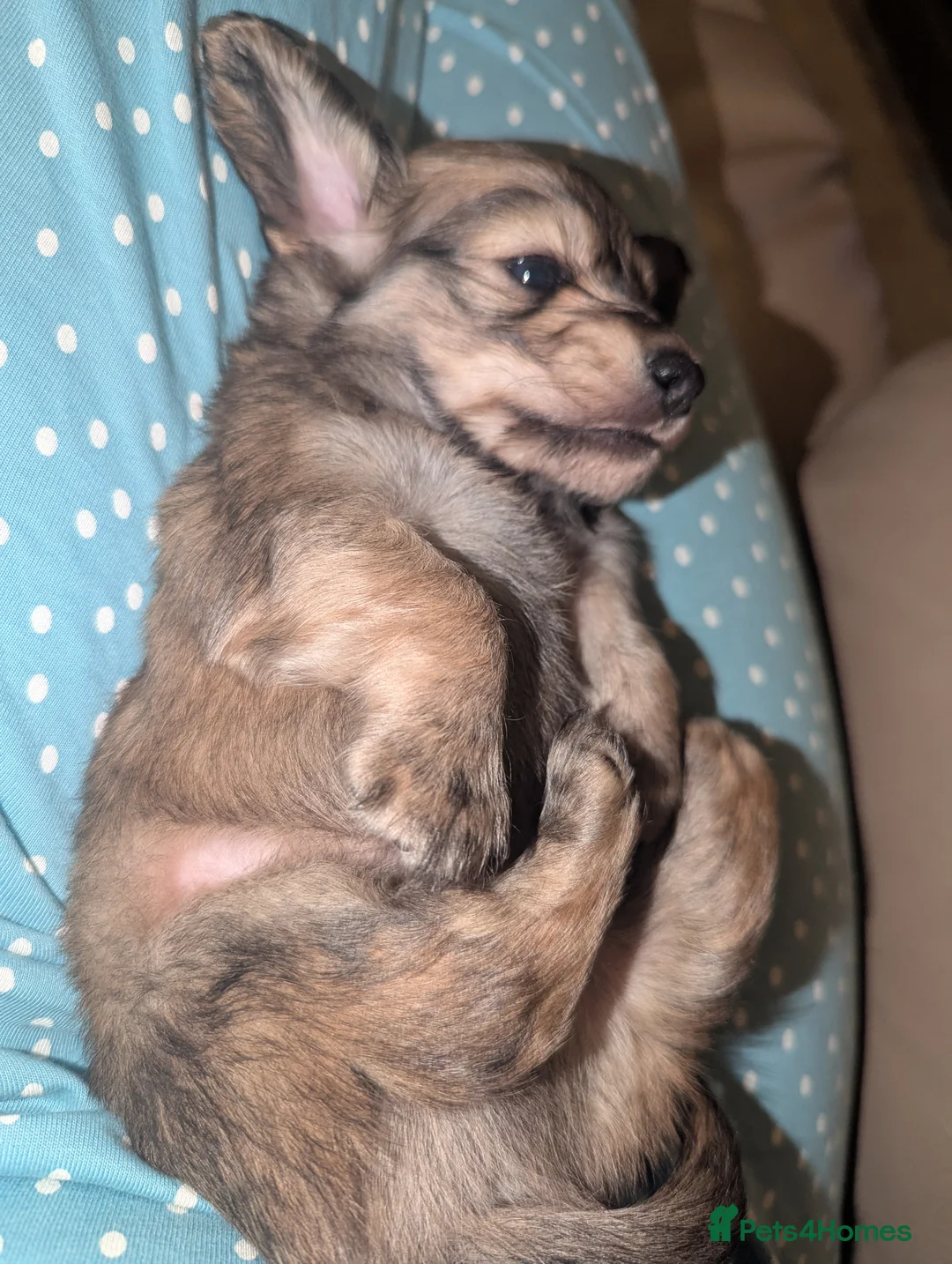 Miniature Dachshund dogs for sale: Last 2 available Long haired miniature dachshunds  - Advert 16