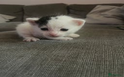 British Shorthair cats for sale: 4 adorable girl kittens  - Image 3