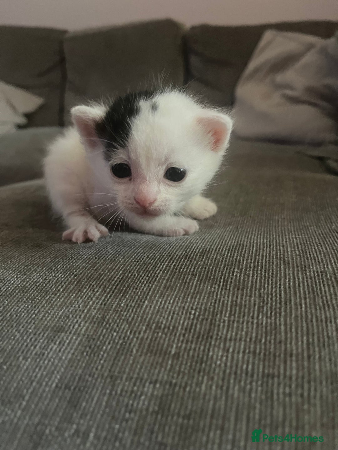 British Shorthair cats for sale: 4 adorable girl kittens  - Image 3