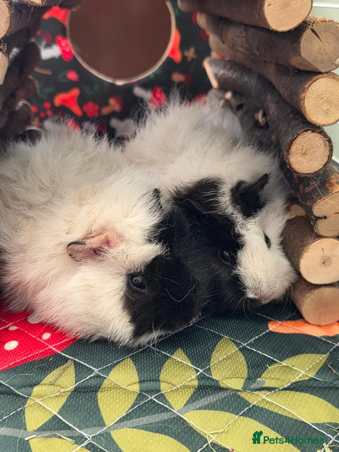 Guinea Pig rodents for sale: 2 x female guinea pigs - Advert 2