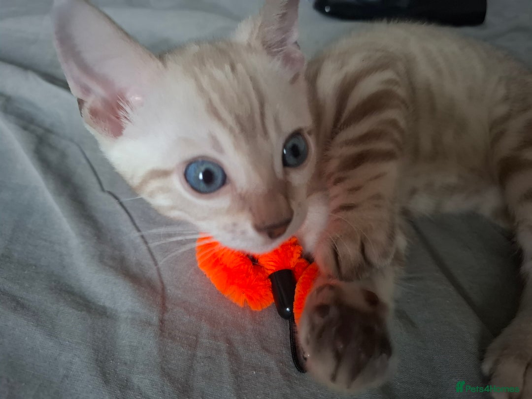 Bengal cats for sale: Stunning pure Bengal Kittens - Image 13