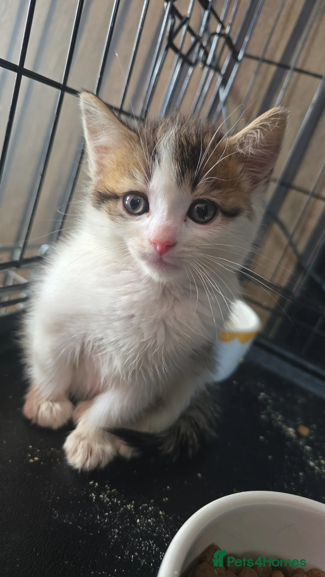 Mixed Breed cats for sale: Main coon cross moggie 2 boys - Advert 7