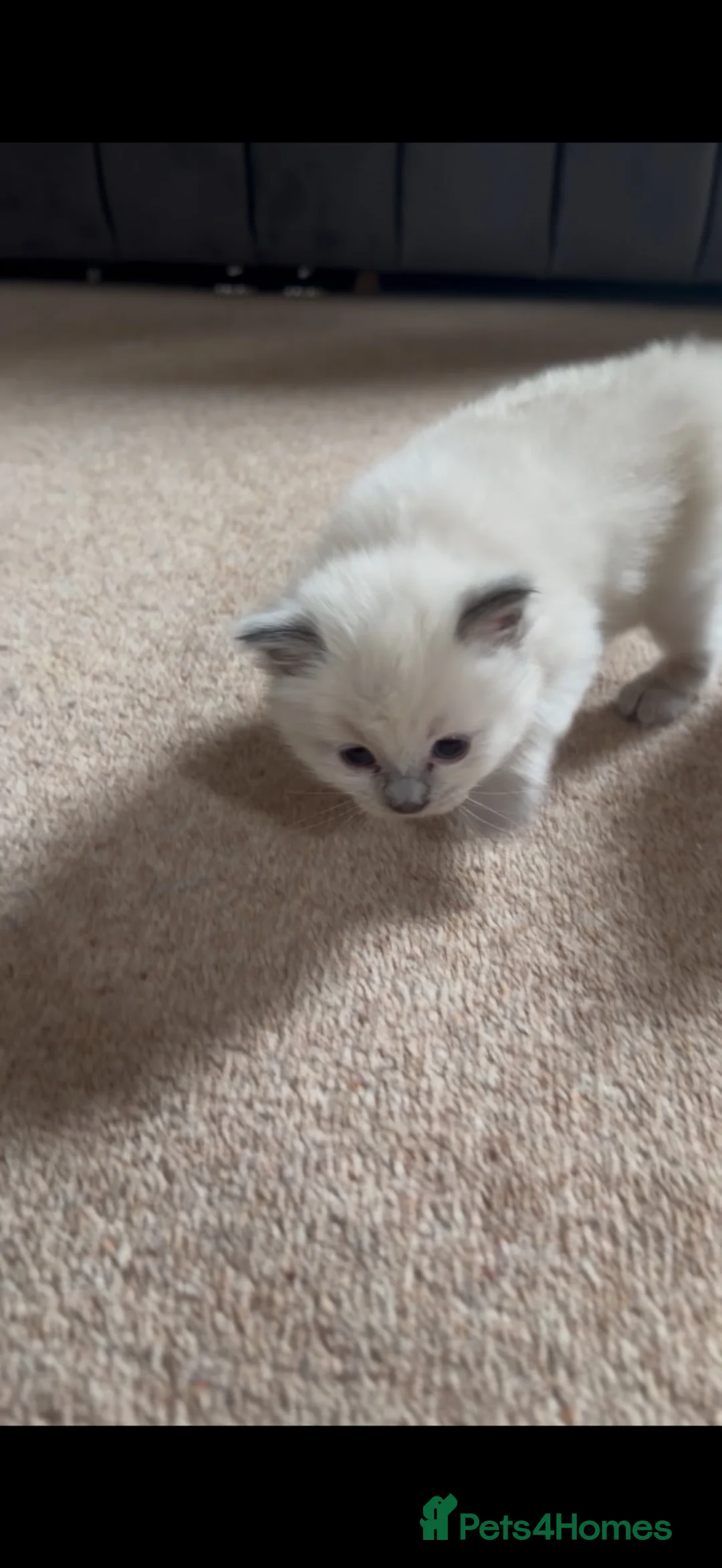 Ragdoll cats for sale: Pure ragdoll kittens  in Bristol - Advert 2