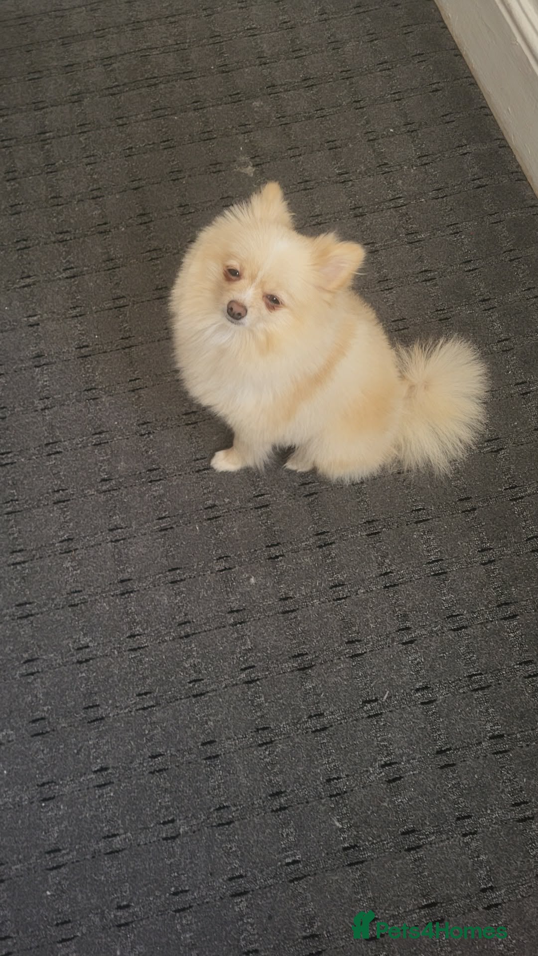 Pomeranian dogs 2 Girls – Adorable Pomeranian Puppies for Sale 🐾 - Advert 1