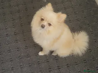 Pomeranian dogs 2 Girls – Adorable Pomeranian Puppies for Sale 🐾 - Advert 3