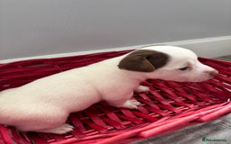 Jack Russell dogs for sale: Miniature Jack Russell’s   - Image 11