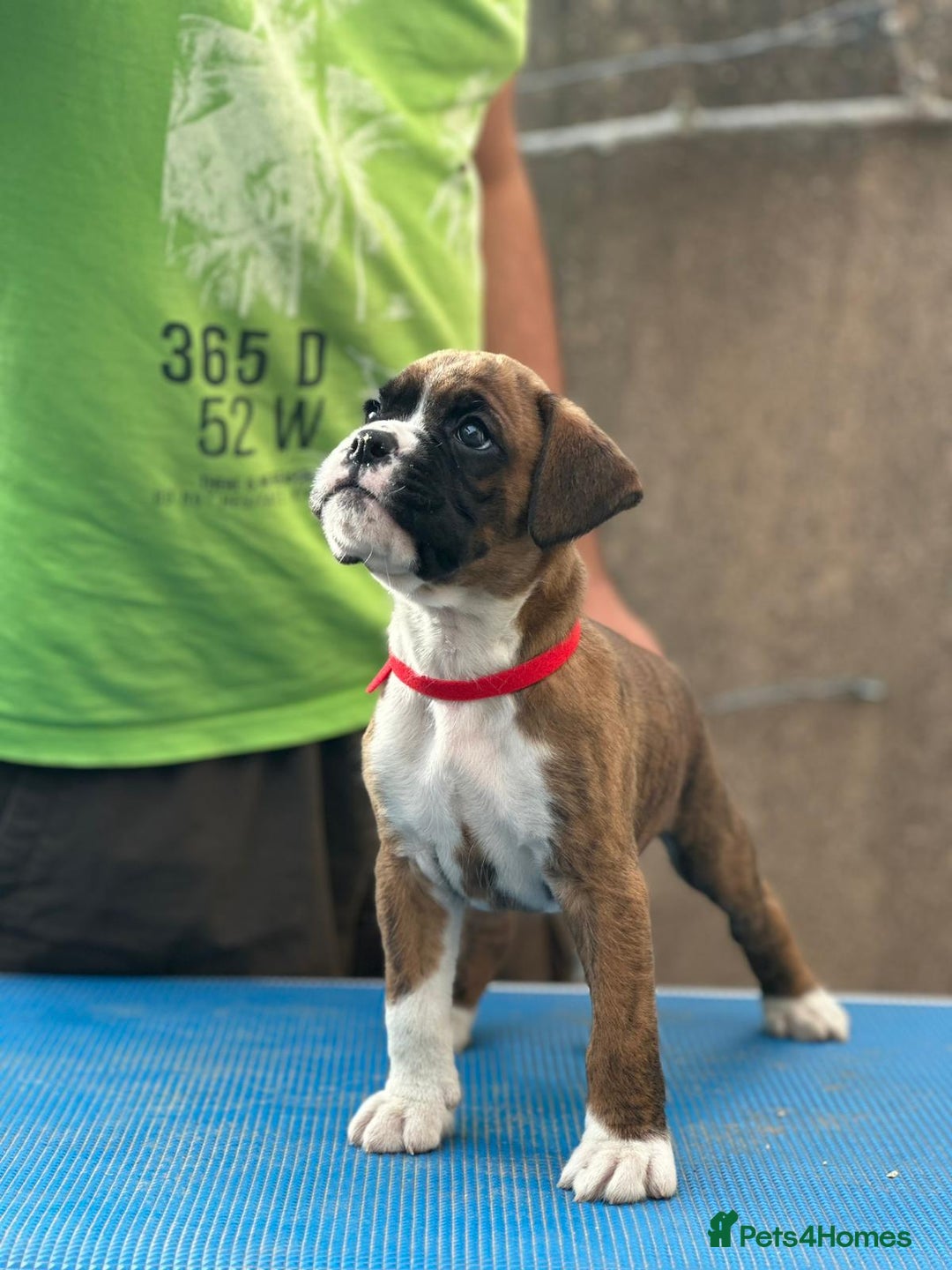 Boxer dogs for sale: Champion sired Lovely  Boxer Puppy Available  - Image 4