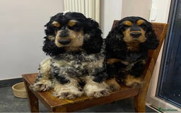 Cocker Spaniel dogs for sale: Cocker Spaniel - Show type - the calm type - Image 2