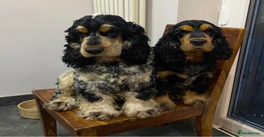 Cocker Spaniel dogs - Advert 14