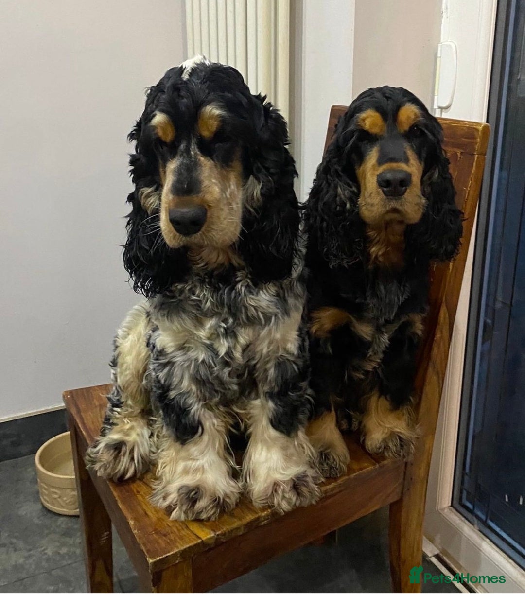 Cocker Spaniel dogs for sale: Cocker Spaniel - Show type - the calm type - Image 2
