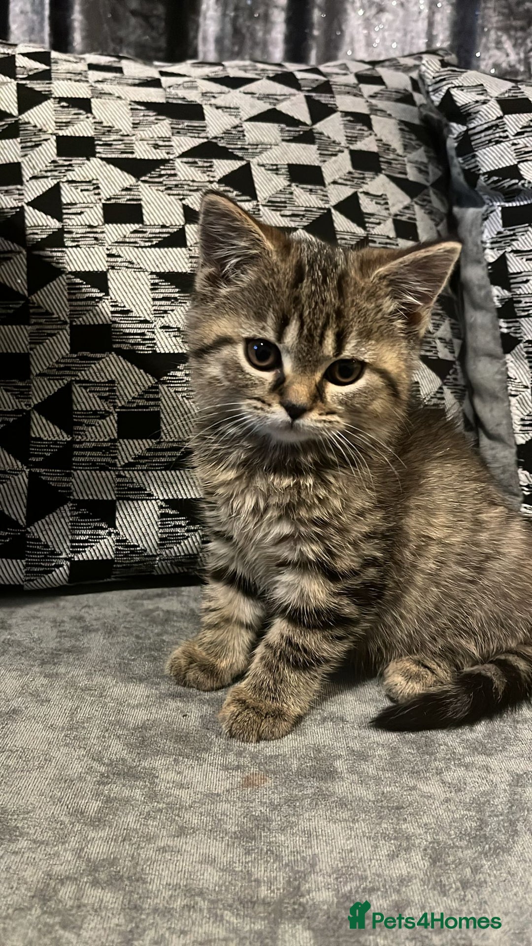 British Shorthair cats for sale: British Shorthair kitten  - Advert 7