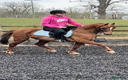 Riding pony horses for sale: 12.3 hands chestnut gelding  - Image 7
