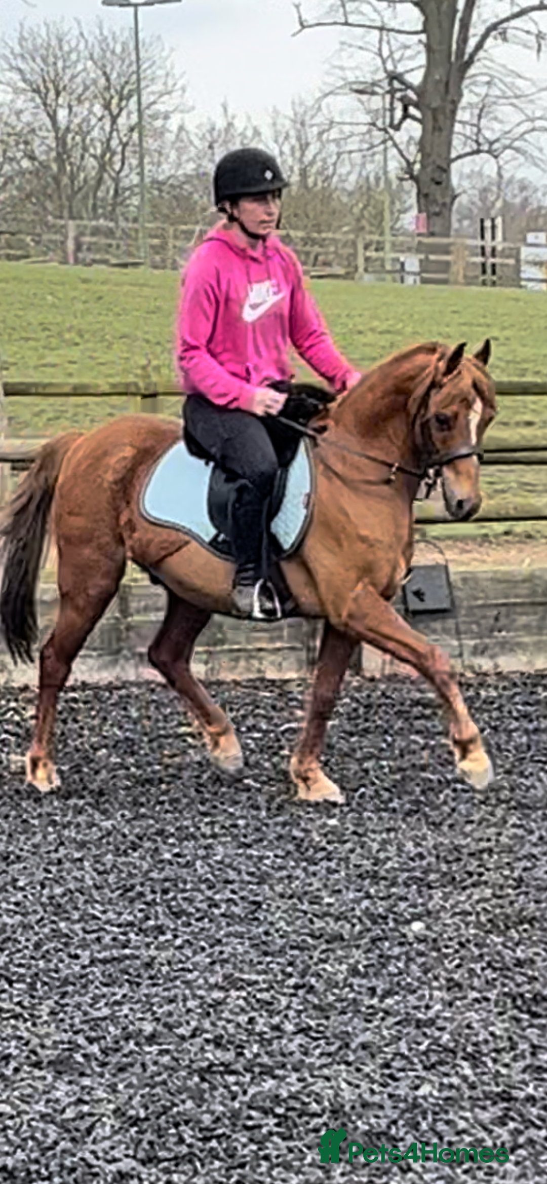Riding pony horses for sale: 12.3 hands chestnut gelding  - Image 7