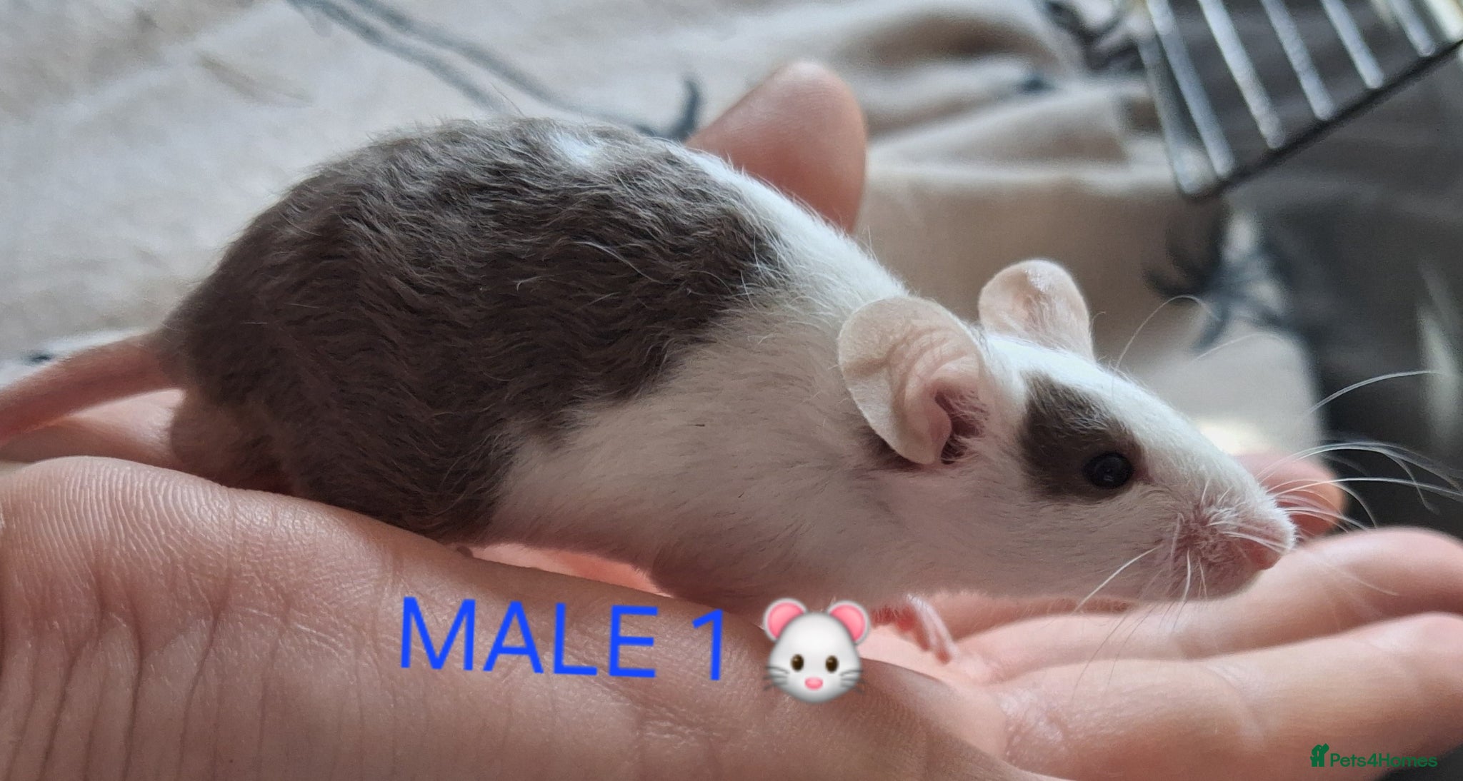 Mouse rodents MALE FANCY MICE 🐁🐾 - Advert 5