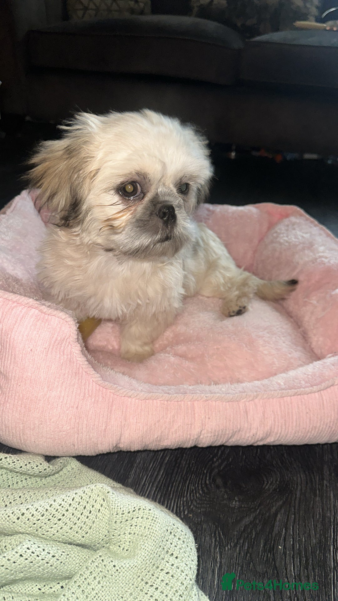 Shih Tzu dogs for sale: ONE PUPPY AVAILABLE READY NOW - Advert 3