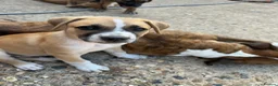 Mixed Breed dogs for sale: Boxer Shepherds for sale in High Wycombe - Advert 7