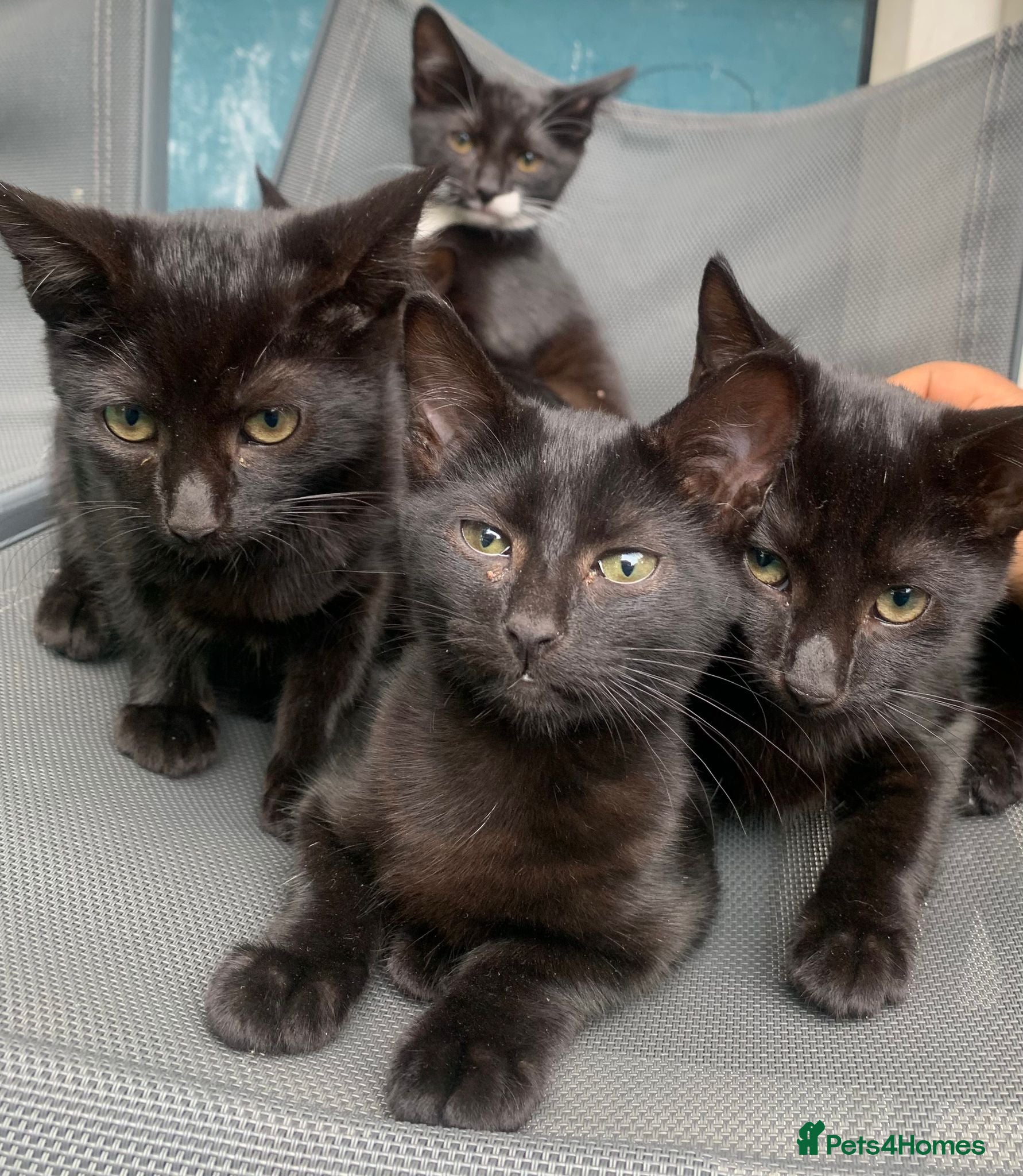 Mixed Breed cats Looking for a better home  - Advert 4