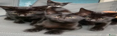 Mixed Breed Kitten 1