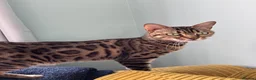 Bengal cats for sale: Miss Coco in Bala - Advert 4