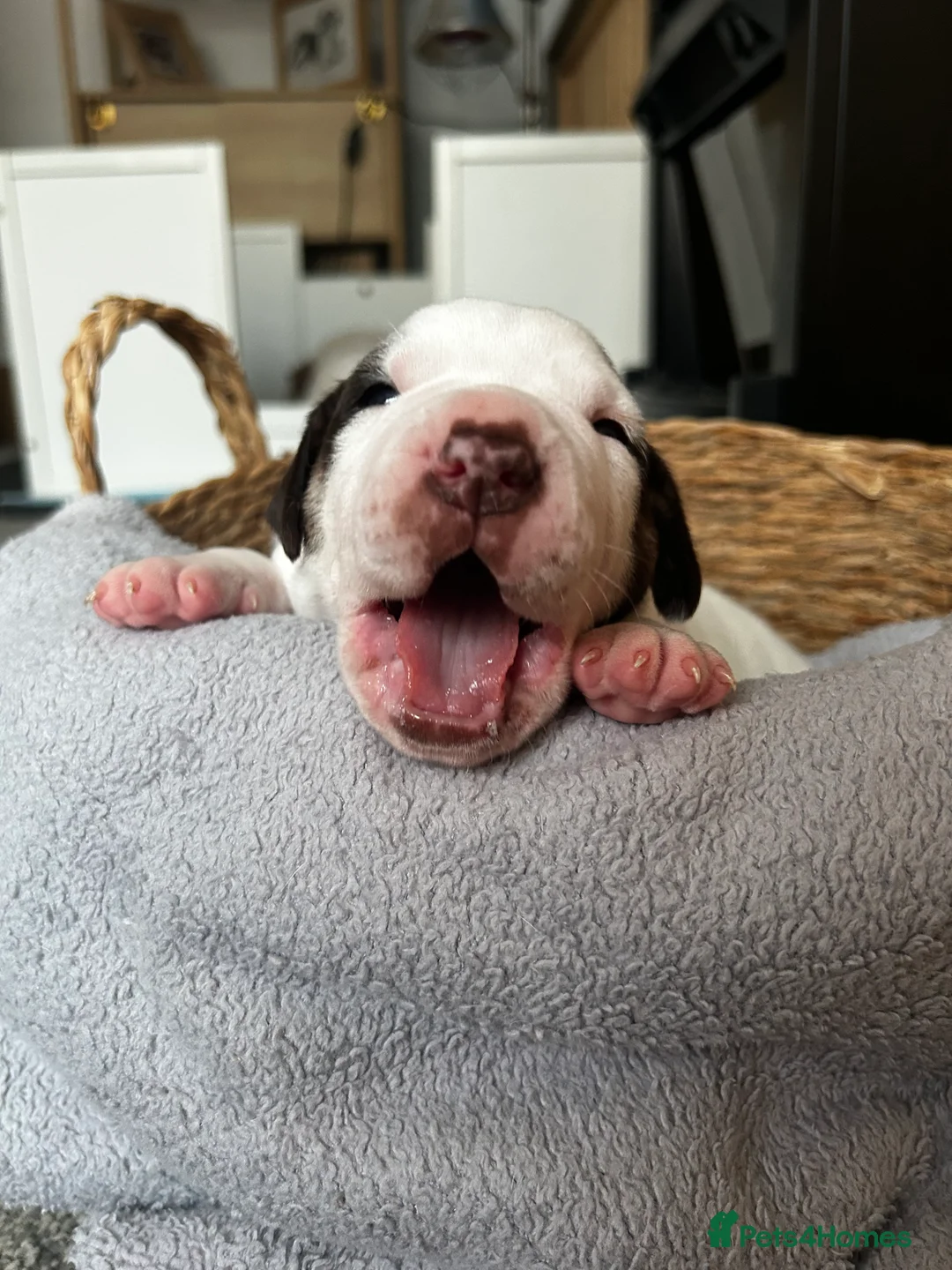 Mixed Breed dogs for sale: Mixed breed dogs  - Advert 8