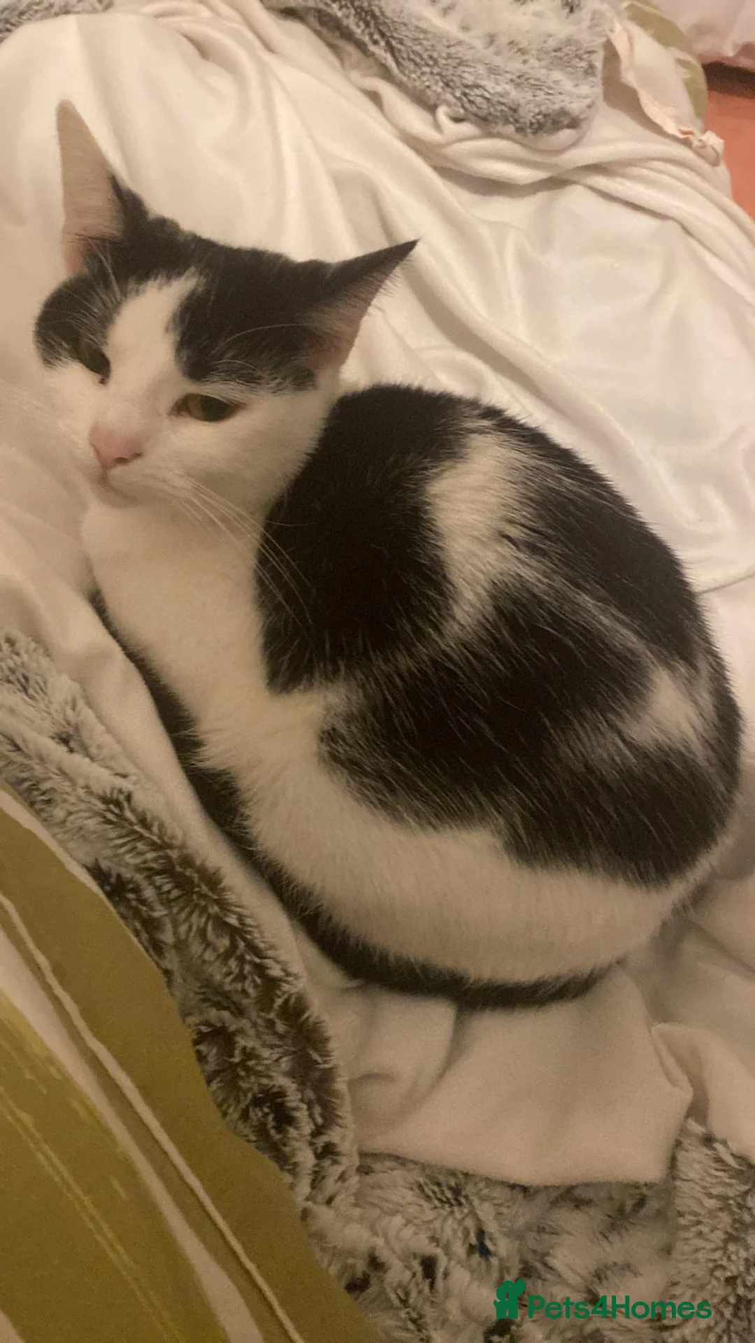 Mixed Breed cats for sale: 5 year old mixed black and white cat for sale  in Coventry - Advert 3