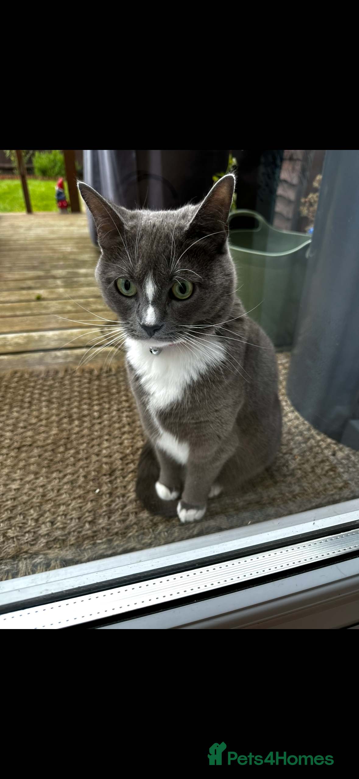 Mixed Breed cats Bailey  in ELY - Advert 1