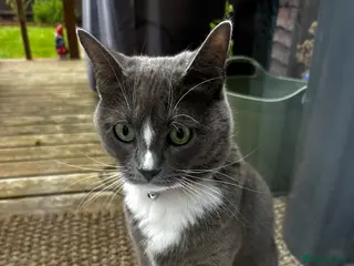 Mixed Breed cats Bailey in ELY - Advert 1