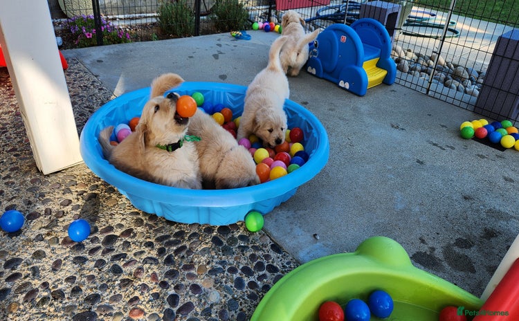 Golden Retriever dogs - Advert 1